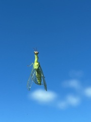 Zeugomantispa minuta