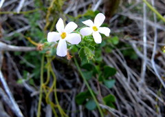 Chaenostoma hispidum