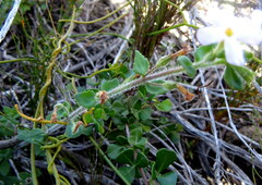 Chaenostoma hispidum