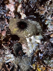 Echinometra lucunter