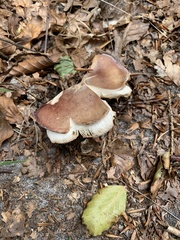 Lactarius helvus