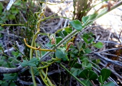 Chaenostoma hispidum