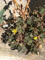 Oxalis corniculata