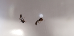 Pseudomyrmex