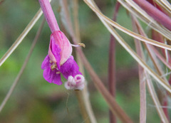Chamaenerion angustifolium
