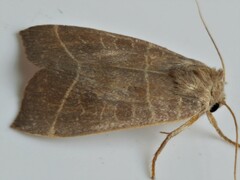 Ipimorpha pleonectusa