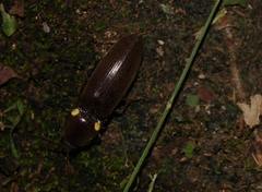 Deilelater mexicanus