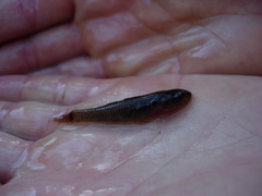 Philypnodon macrostomus