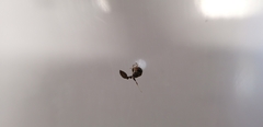 Pseudomyrmex