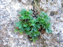 Potentilla caulescens