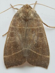 Ipimorpha pleonectusa