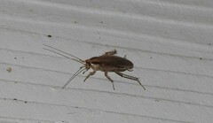 Blattella vaga