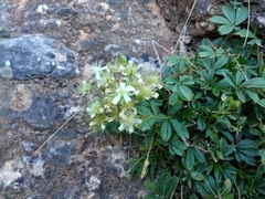 Potentilla caulescens