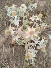 Eryngium maritimum