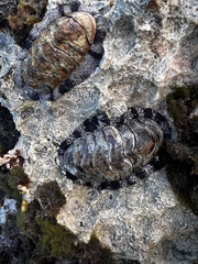 Acanthopleura granulata