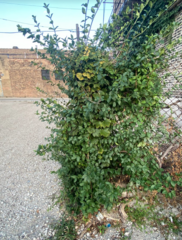 Euonymus fortunei