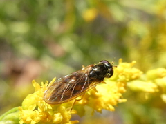 Melanostoma mellinum