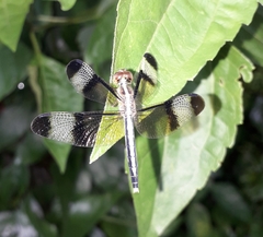 Neurothemis tullia