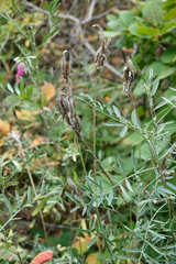 Astragalus glaucus