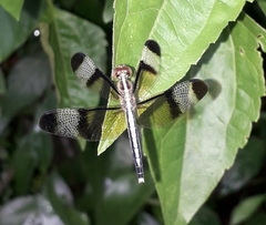 Neurothemis tullia