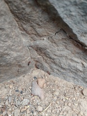 Crematogaster alluaudi