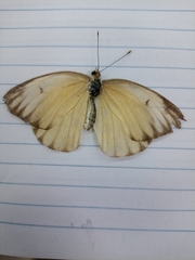 Ascia monuste monuste