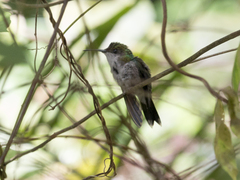 Thalurania furcata