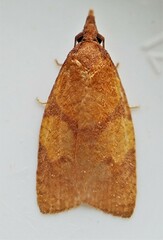 Cenopis directana