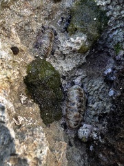 Acanthopleura granulata