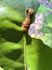 Heraclides cresphontes