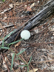 Amanita bisporigera