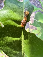 Heraclides cresphontes