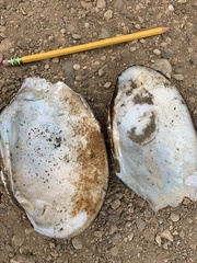 Lasmigona complanata