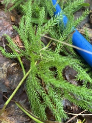 Dendrolycopodium hickeyi
