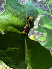 Heraclides cresphontes