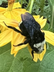 Bombus vosnesenskii