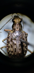 Opisthius richardsoni