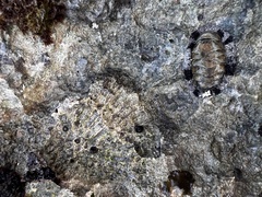 Acanthopleura granulata