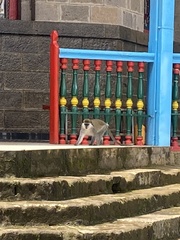 Chlorocebus aethiops