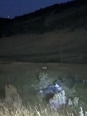 Cervus canadensis canadensis