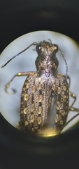 Opisthius richardsoni