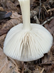 Megacollybia