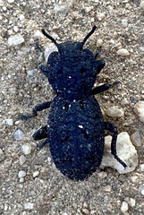 Phloeodes diabolicus