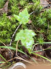 Viburnum acerifolium