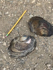 Lasmigona complanata