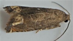 Epiblema strenuana