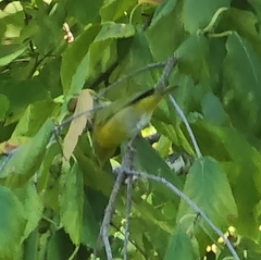 Leiothlypis ruficapilla