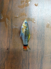 Xiphophorus variatus