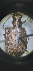 Opisthius richardsoni