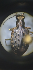 Opisthius richardsoni